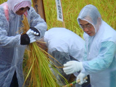 新嘗祭献穀御抜穂式の様子