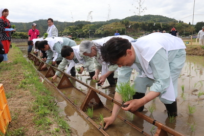 田植えのようす２