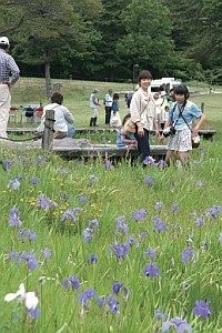 カキツバタが美しい北の原の姫逃池（ひめのがいけ）の写真。5月末から見頃を迎えます。