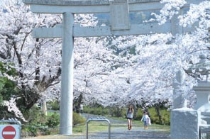 地元住民や、観光客も花見に訪れるサクラらんまんの隠岐神社の写真