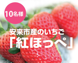 安来市産のいちご「紅ほっぺ」