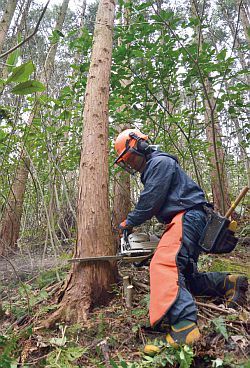 再生の森事業による間伐作業の様子