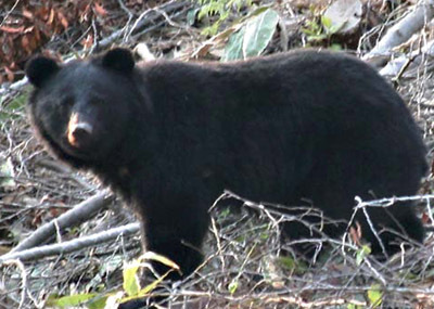 ツキノワグマの成獣の写真