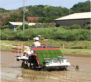 多収穫米の栽培する様子