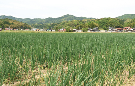 水田の写真