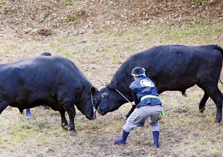 隠岐の牛突きの様子