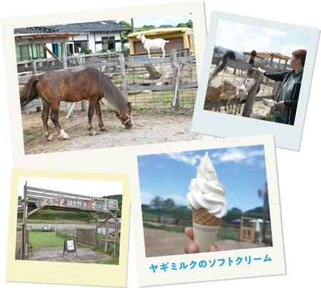 ポニー、ヤギ、ヤギミルクのソフトクリームの写真