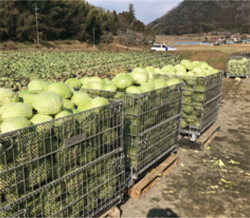 水田でのキャベツ栽培の写真