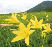 7月初旬に咲く三瓶山のユウスゲの写真