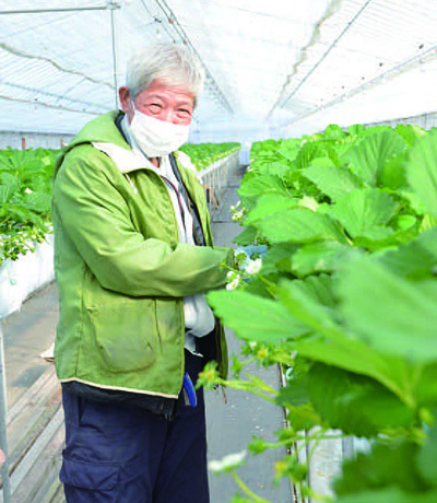 美味しまね認証のいちご栽培に取り組む生和陽治さんの写真