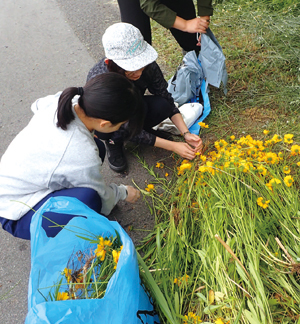 抜き取り作業をする高校生（隠岐の島町）の写真