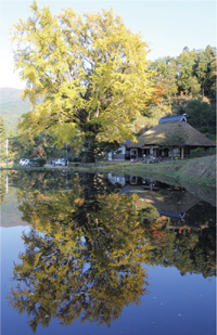 金言寺の茅葺屋根と大イチョウの写真