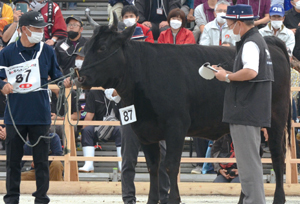 審査を受ける島根県の代表牛の写真