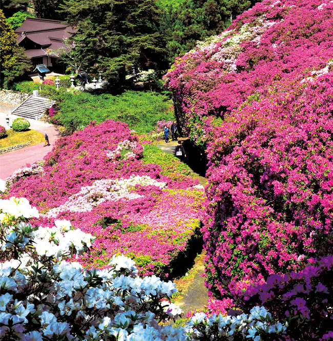 三隅公園のツツジの写真