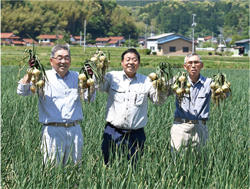 タマネギ農家の写真