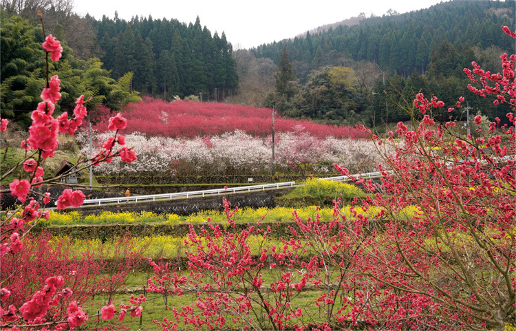 ハナモモの里の写真