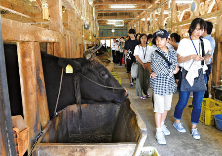 矢上高校の牛舎を見学する様子