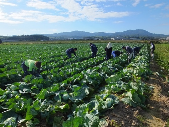 水田において高収益な園芸作物(写真はキャベツ)を導入した農家の作業の様子
