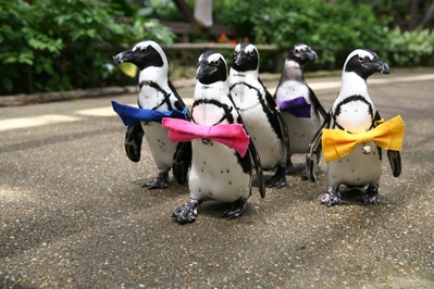 ペンギンの散歩