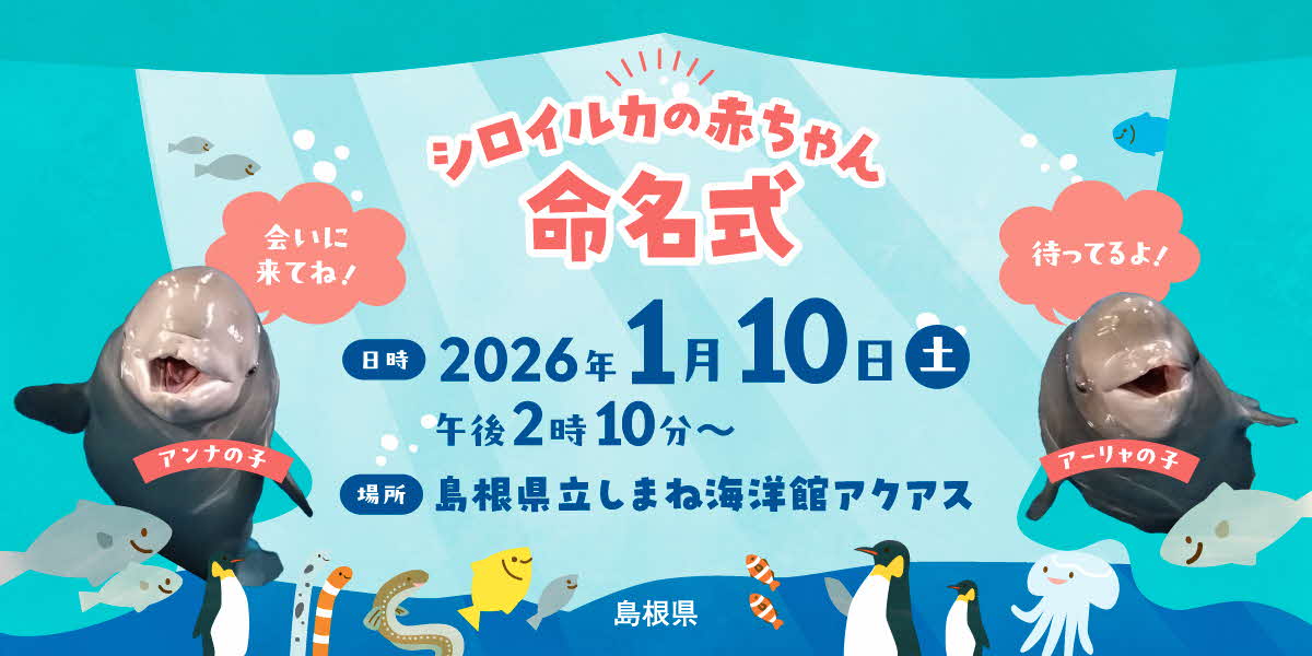 アクアスシロイルカ子獣の命名式に関する画像