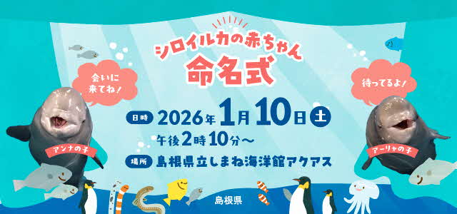 アクアスシロイルカ子獣の命名式に関する画像