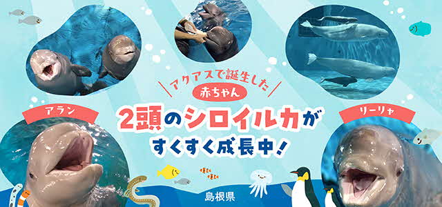 アクアスシロイルカ子獣命名に関する画像。名前はアランとリーリャ