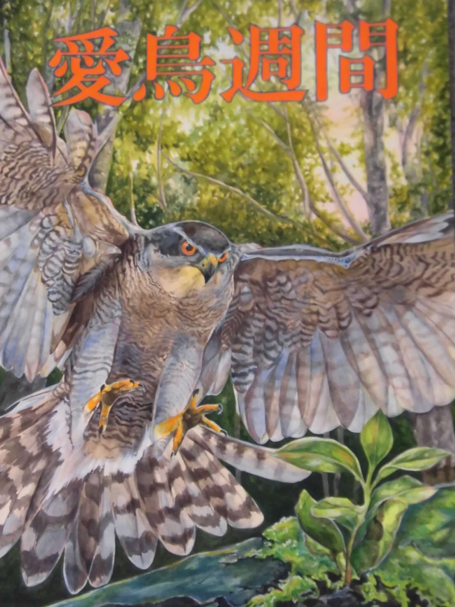 オオタカが森の中を羽ばたいている様子をえがいています。