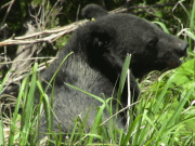 ツキノワグマの写真