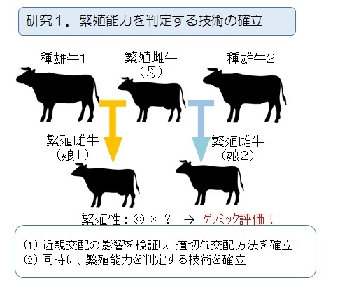 研究１繁殖能力を判定する技術の確立