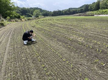 飼料用トウモロコシの発育調査