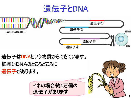 遺伝子とＤＮＡ