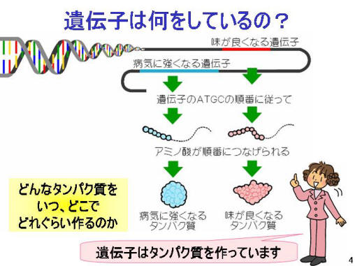 遺伝子は何をしているの