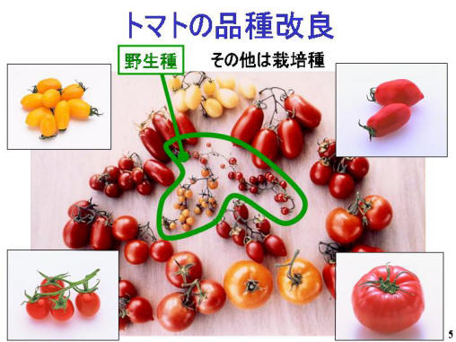 トマトの品種改良