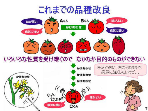 これまでの品種改良