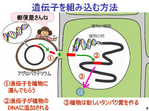 遺伝子を組み込む方法