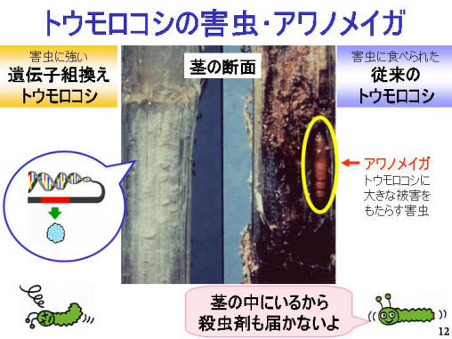 トウモロコシの害虫・アワノメイガ