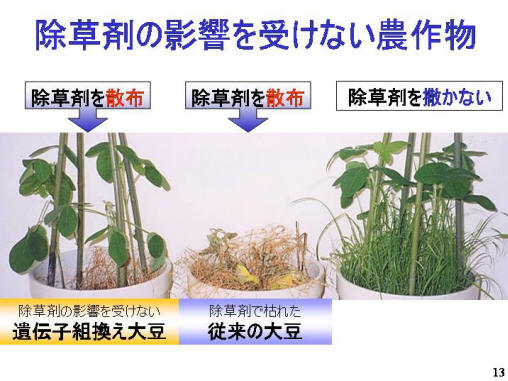 除草剤の影響を受けない農作物