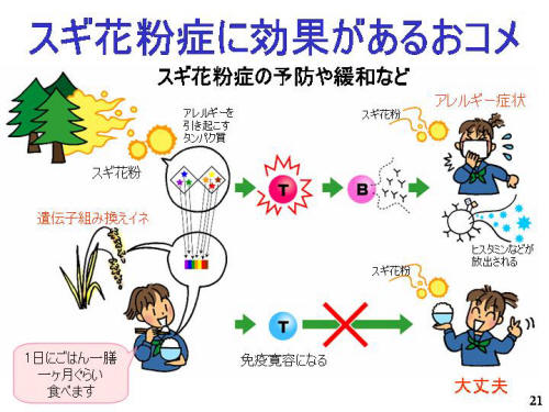 スギ花粉症に効果があるおコメ