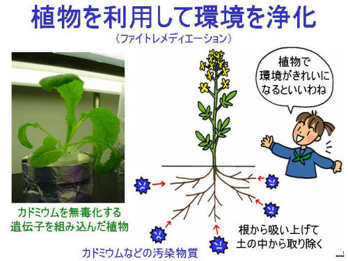 植物を利用して環境を浄化