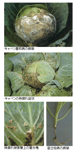 菌核病、株腐れ