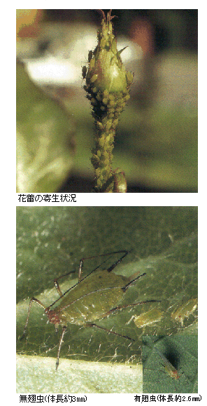 イバラヒゲナガアブラムシの発生状況および成虫