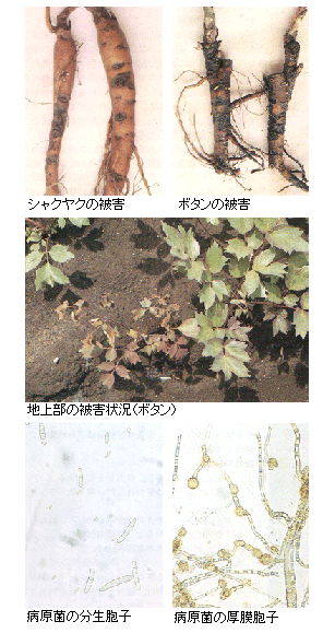 被害状況写真