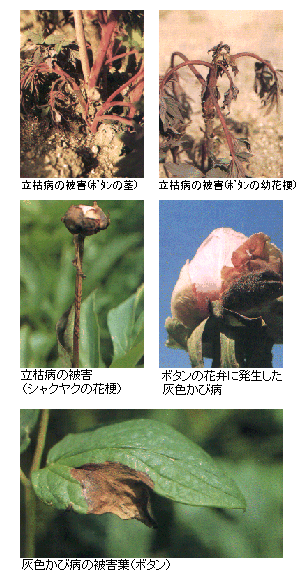 被害状況写真