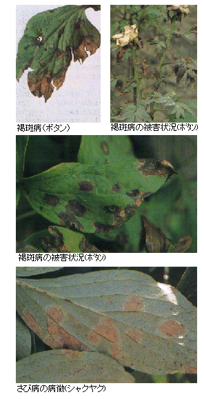 褐変病とさび病の被害状況の写真