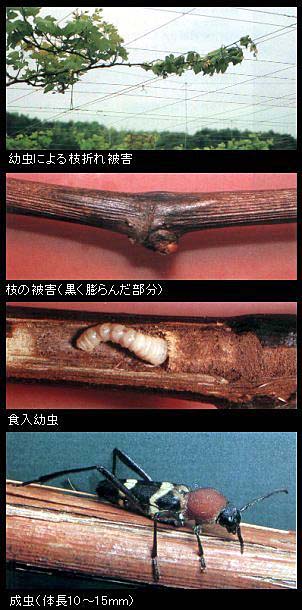 ブドウトラカミキリの被害と成虫写真