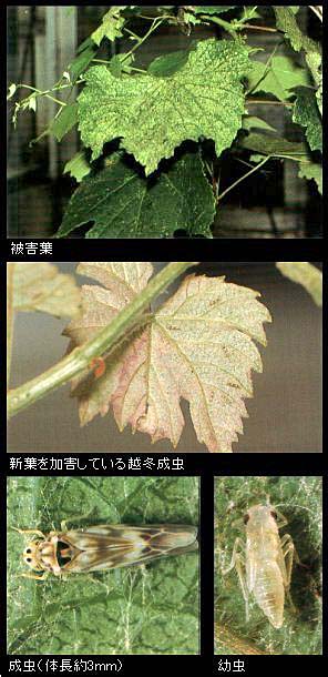 フタテンヒメヨコバイの被害と幼虫、成虫写真