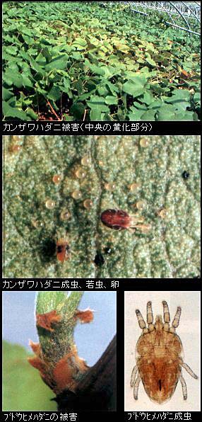 ハダニ類の被害の写真