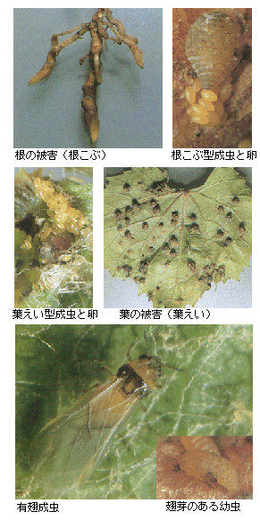 ブドウネアブラムシの被害と成虫の写真