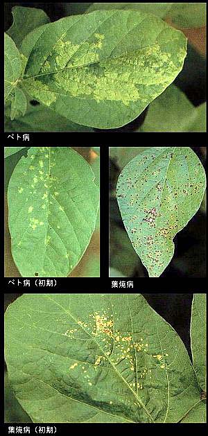 島根県 ベト病 葉焼病 トップ しごと 産業 農林業 技術情報 農業技術情報 病害虫防除所 病害虫データベース 目次 ダイズ