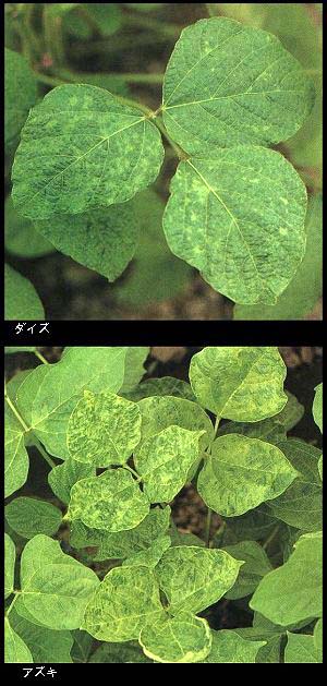 アズキ、ダイズの葉のモザイク病の写真